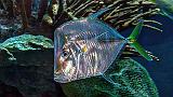 Iridescent Fish_4394